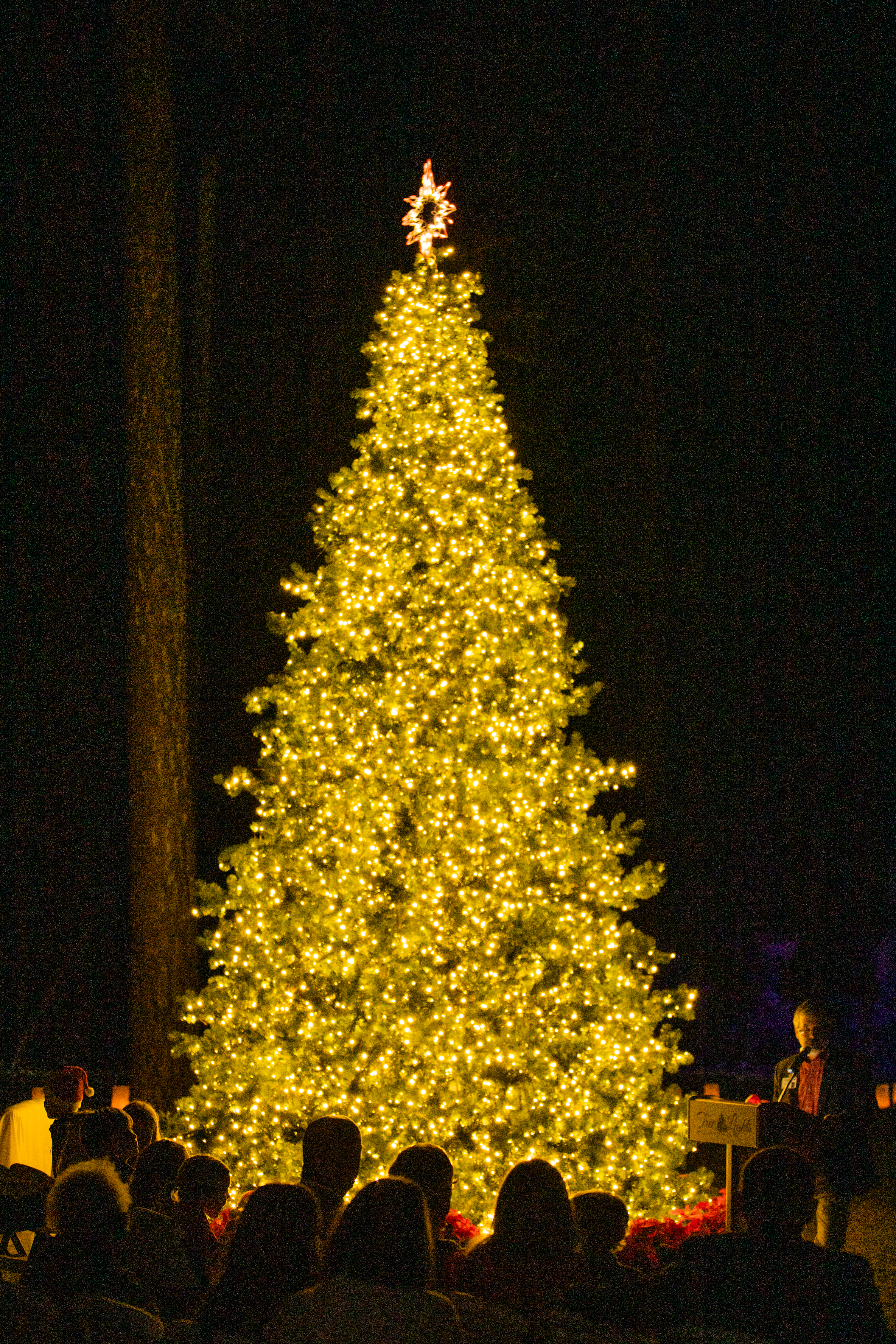 Archbold Tree of Lights Event Photo