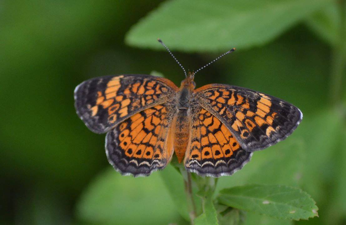 Cherokee Lake Pollinator Garden Festival Event Photo