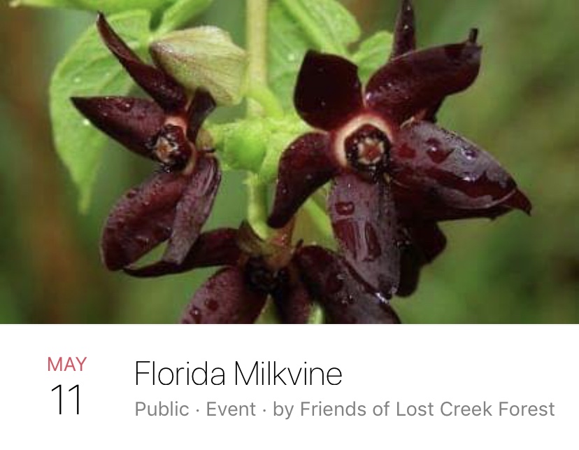 Florida Milkvine  Event Photo
